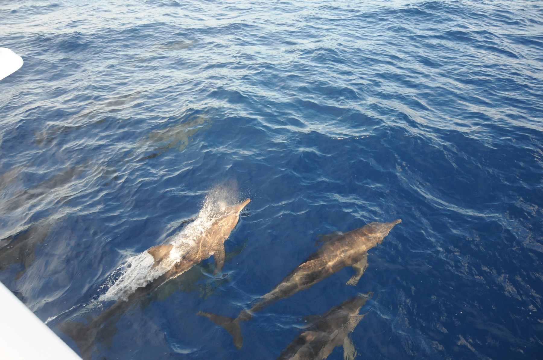 Aquatiki - croisière-plongée